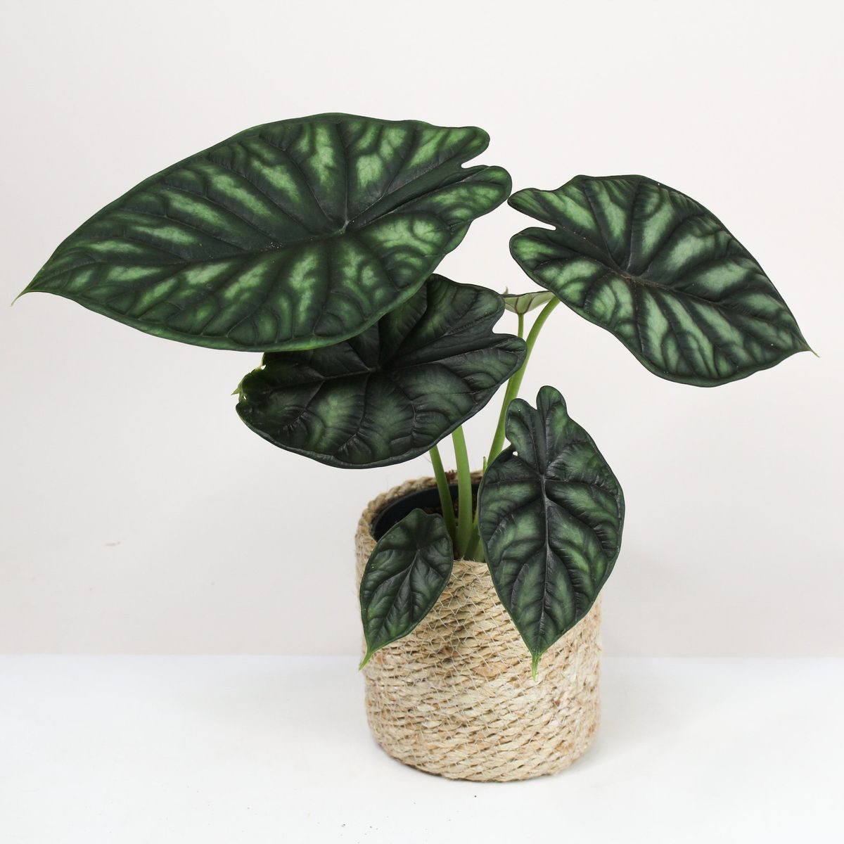 Alocasia Dragon Scale